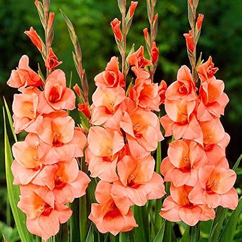 5x Bulbos de gladiolos Plantas bulbos Flores naturales Planta perenne Gladiolus bulbos Salmon Cover