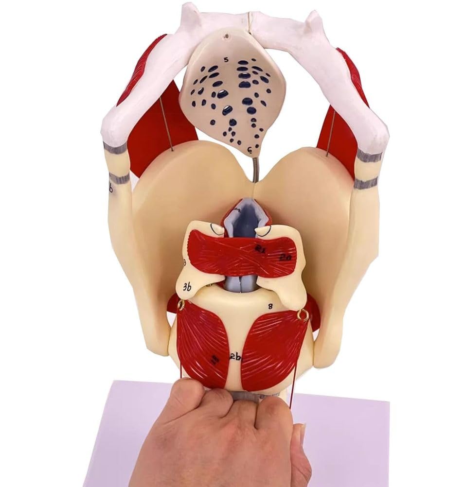 Modelo anatómico de laringe y pulmón, modelo de faringe funcional para fortalecer la estructura y función del cuello en medicina, modelo de anatomía educativa,