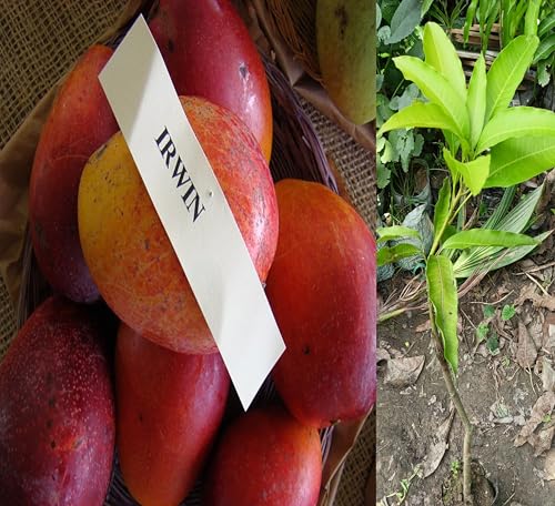 Image of Irwin Mango Plant Grafted '' Fruit After 2-3 Years Hybrid Live Plant Height- 2-3 Feet, Pack Of 1 Healthy Plant On Grow Bag For Home Garden PB 22