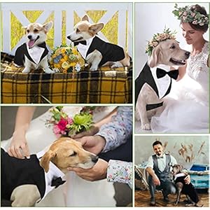Tuxedo & Bandana Set, 2 Pack Pet Costume: Puppy Formal Party Suit - Dog Clothes for Small, Medium & Large Dogs - Prince Bow Tie Shirt - Wedding Attire for Golden Retriever & Samoyed (S) Tuxedo Bandana Set 2 Pack Pet Costume Puppy Formal Party Suit Dog Clothes for Small Medium Large Dogs Prince Bow Tie Shirt Wedding Attire for Golden Retriever Samoyed S