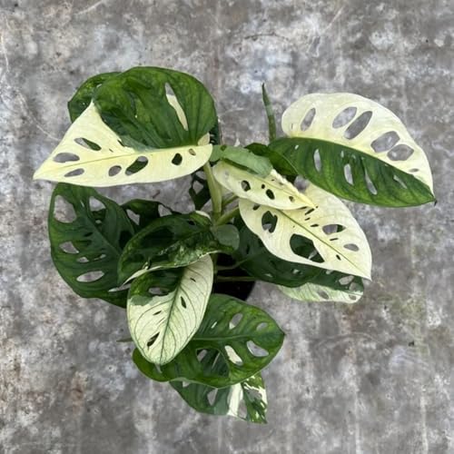 Monstera Albo Live Plant | Adansonii Swiss Cheese Monstera Plants | Indoor House Houseplant | Rare Outdoor Garden Gift | Albino Variegata (Heat Pack Included)