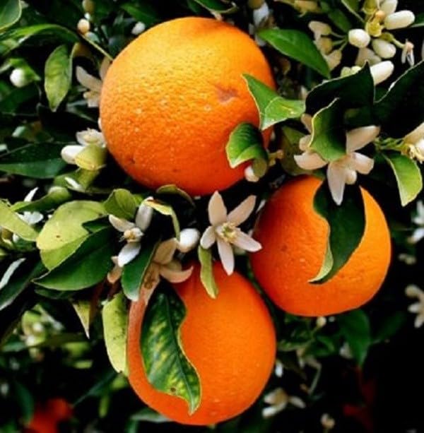 Albero Arancio