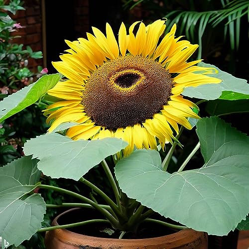 Image of 50+ Seeds- All Seasons Giant Sunflower Surajmukhi Flower Seeds For Planting
