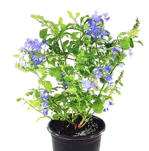 Mphmi Plants Plumbago Plant Auriculata - Flowering Plants Flowers Garden Live Plant Nursery Indoor Outdoor Living Plants (B095CTQMBX) Amazon Price History, Amazon Price Tracker