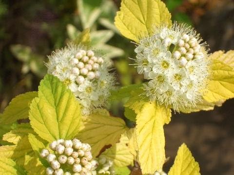 Amazon 黄金小手毬 オウゴンコデマリ 0 6m苗 庭木 落葉樹 低木 Diy 工具 ガーデン