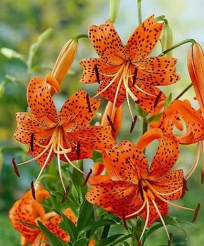 50PCS Orange Tiger Lily Seeds Lilium Lancifolium Bloom Flower Seed Heirloom