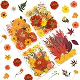 Rich Autumn Hues: These dried pressed flowers showcase vibrant fall colors (crimson maples, golden mums, orange marigolds), handpicked for harvest warmth. Perfect for adding rustic charm to dried flowers projects—ideal for resin, decor & DIY Versatil...