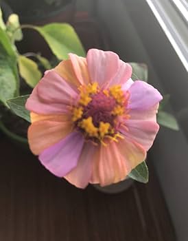 最終値下げ新品soor ploom DunesDress Zinnia 8y Pumila Mix 