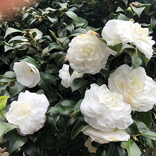 White Camellia Flowers Seedlings Camellia Live Plant Bare Root Seedling Sapling For Spring Planting Perennial Plant Root,Home Garden Yard Decor （One Plant, No Pot, Length：10In.） #TOP29