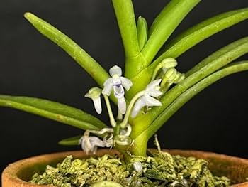 Amazon.co.jp: Orchid with Blue Orchid Flowers of Borneo