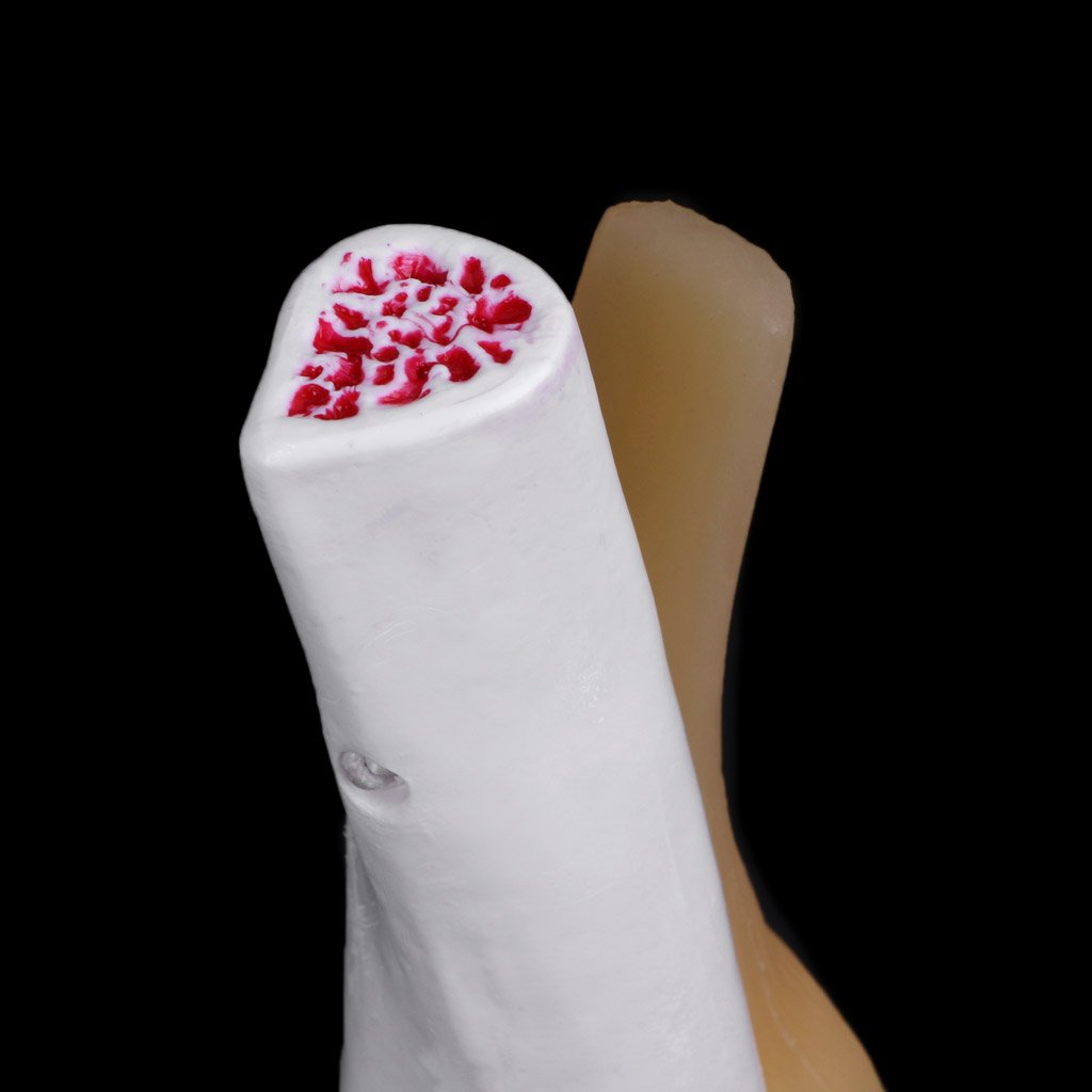 Modèle Squelette Flexible pour L'articulation Anatomique Humaine, Aide pour Lui, Anatomie, Enseignement, Modèles De Kilbane
