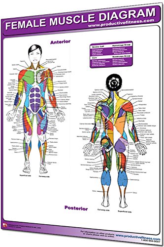 Buy Productive Fitness Laminated Fitness Female Muscle Diagram 24 