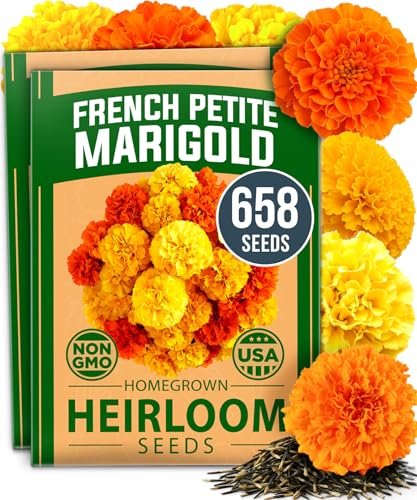HOME GROWN Petite French Marigold Seeds 658 Flower Seeds for Planting Outdoor Easy to Grow Companion Plant & Quick Blooming Pollinator Heirloom Wildflower Seeds (Tagetes patula)