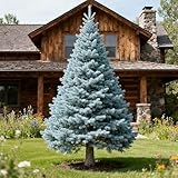 Colorado Blue Spruce Tree Seeds, Hardy Evergreen, 30 Seeds, Silver-Blue Foliage for Landscaping and Christmas Trees, Canada Grown