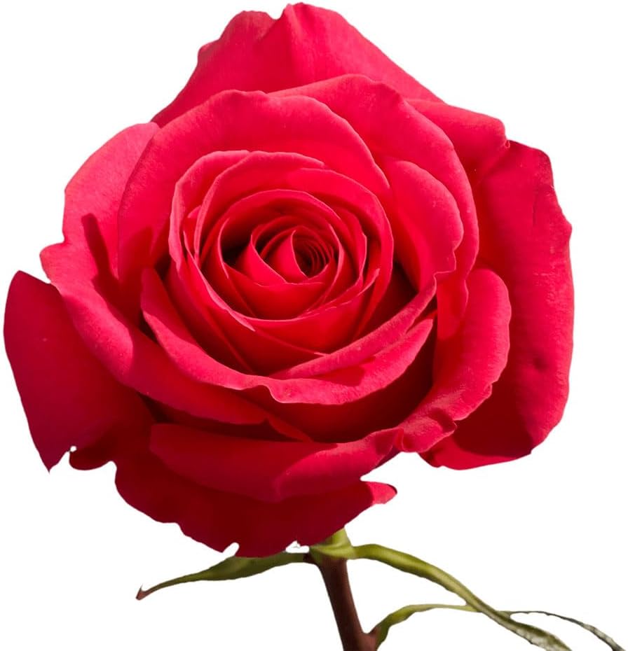 GlobalRose Roses Bouquet - Sustainably Grown Roses Fresh Flowers Next-Day Ready - Hand-Picked Flowers Fresh Bouquet, Choose from 6 Color Options & 12 to 100 Steams for Special Occasions