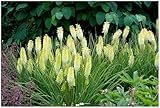3 x Kniphofia ‘Pineapple Popsicle’ (Winterhart/Staude/Dauerblüher/Bienenferundlich/Mehrjährig) Fackellilie Gelb - Tropisches Flair, das den Garten verzaubert - von Stauden Gänge