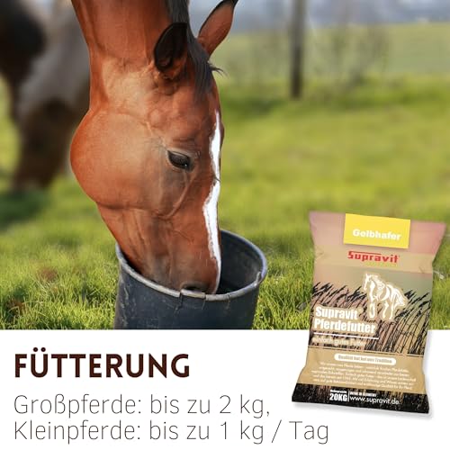 Supravit Hafer ganz 20kg | Frischer gelber Futterhafer natürlich & ungeschält für Pferd und Pony | staubfrei & riecht gut I Hafer Energie & Kraftfutter Pferd