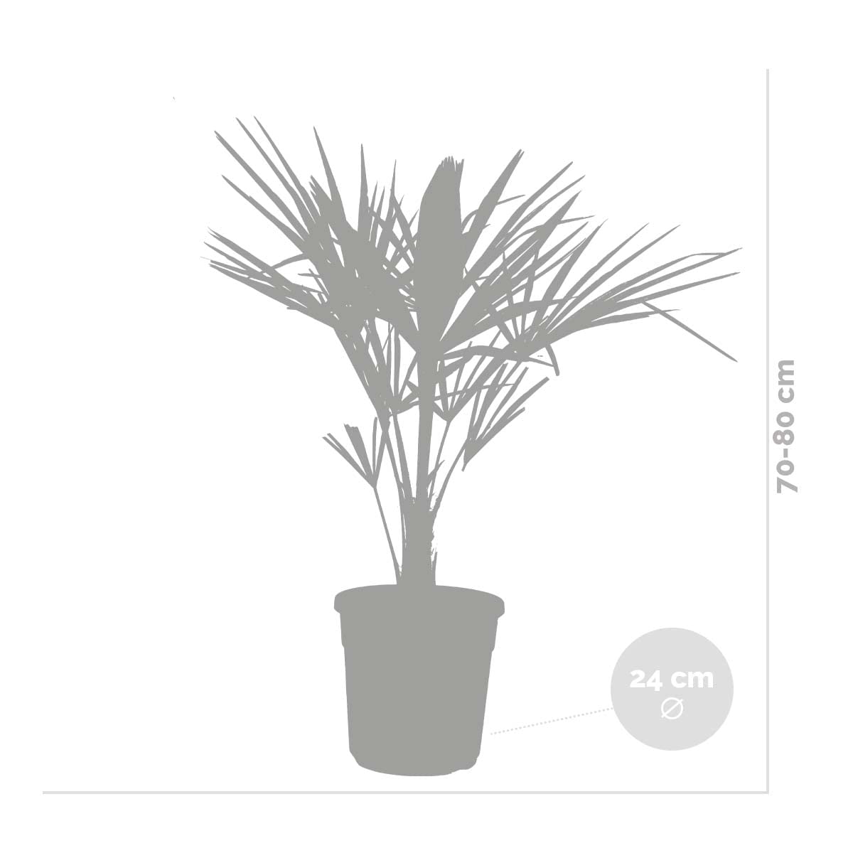 Bloomique - Trachycarpus Fortunei - Palma del Vento Cinese - Palma da Giardino - Resistente al Freddo - Alta 70-90 cm - Vaso 24 cm