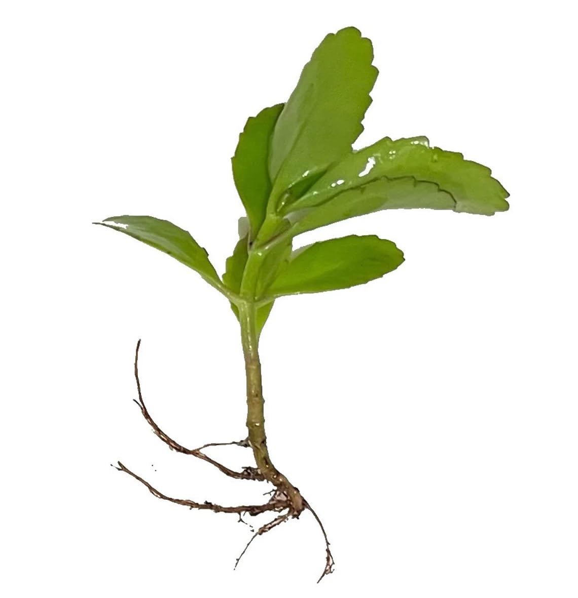 Leaf of Life Plant