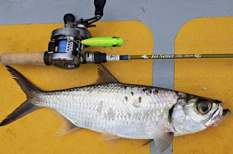 ジェットセッター JetSetter 500C シンクロ Amazon.co.jp: 冒険用品 ジェットセッター JetSetter 500C シンクロ