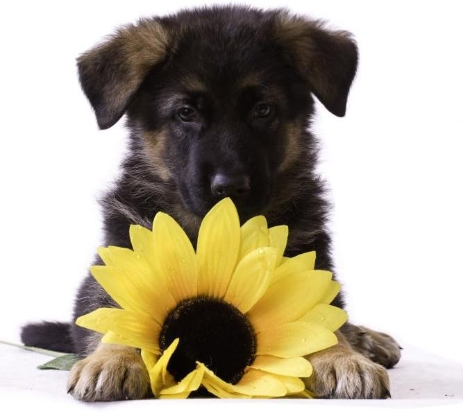 Wallmonkeys Puppy with Sunflower Wall Decal Peel and Stick Graphic (36 in H x 24 in W) WM150304