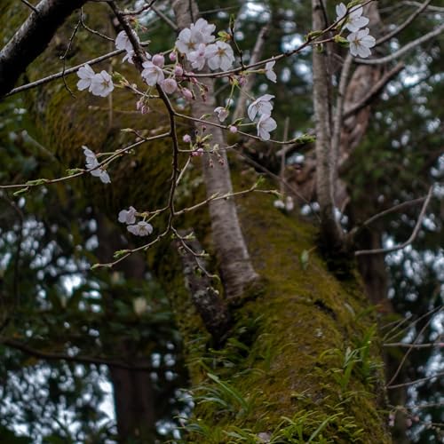 #14 鳥の鳴き声 公園+森 Vol.1 Podcast By  cover art