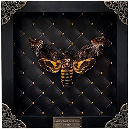 Real Framed Death Head Moth Handmade Shadow Box Skull Moth Insect Rhombus Frame Unique Taxidermy Collectables Tabletop Wall Art Decoration Artwork Home Decor Living Reading Gallery K18-01-NEM