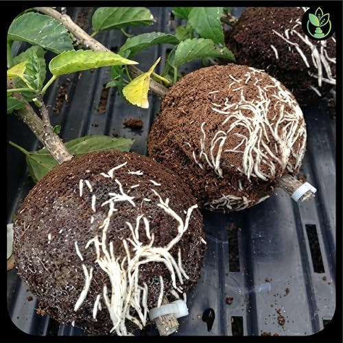 Image of Little Forest - 2 Inch & 3 Inch Combo Plastic Rooting Ball, Plant Rooting Propagation Ball, Faster Root Growth, 100% Virgin Plastic, Reusable, Selflocking (Transparent - 2 Inch /5pcs, 3 Inch /5pcs)