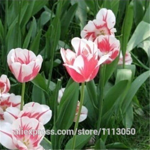 Tulip, tulip seeds, potted indoor and outdoor potted