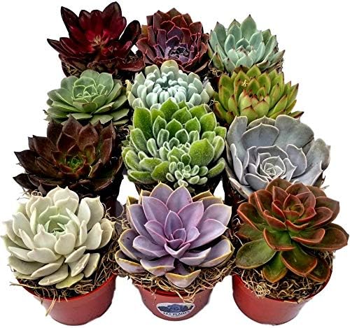 Miniatura 5 de Colección de plantas suculentas de roseta grande en macetas de plástico