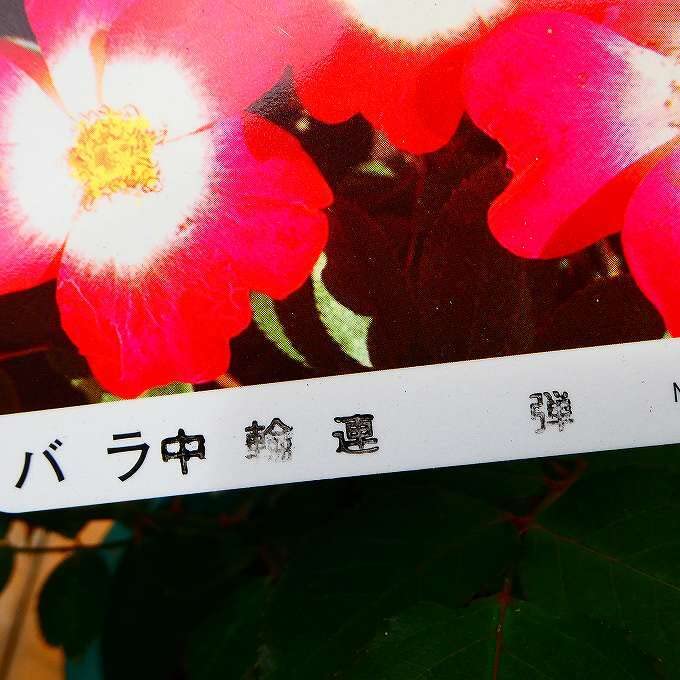 DEF1絞り咲きのバラ「ドロップ」「エリー」「フレジェ」の接木苗6号鉢3本