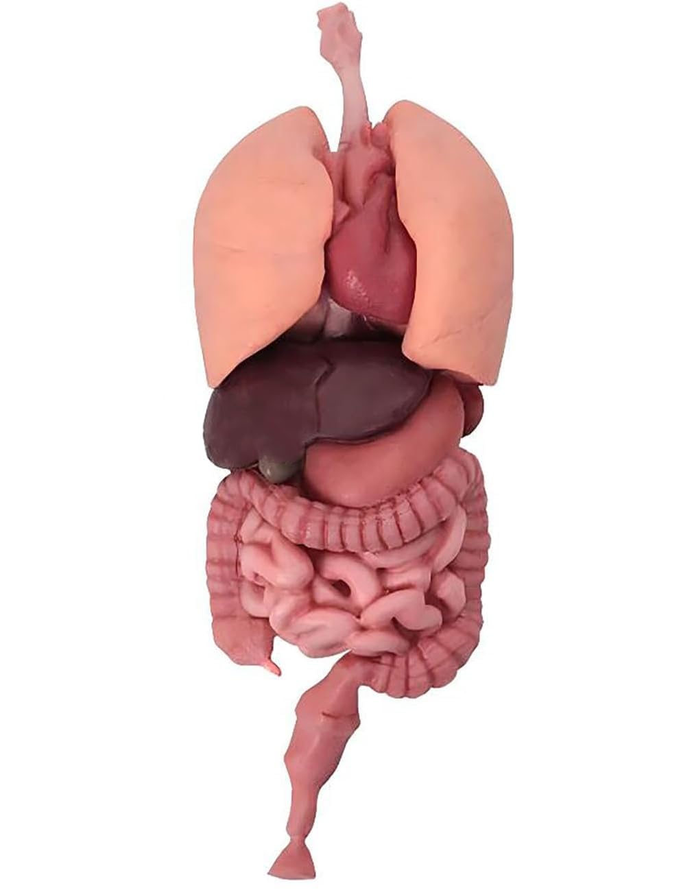 Silicone Human Intestine Model 3D Anatomy Model Realistic Lung Liver Stomach Colon Small Intestine Kidney Medical Training Meat 32cm