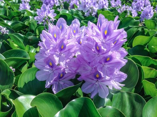 PondScape Floating Water Hyacinth (Eichhornia crassipes) Live Pond and Water Garden Plant (Hyacinth 12 Count)
