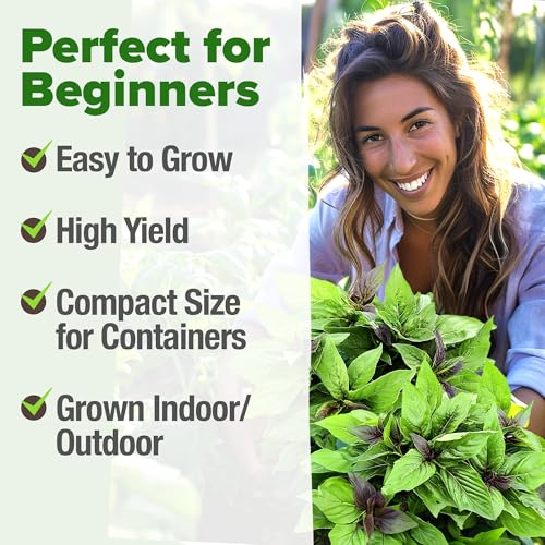 HOME GROWN Thai Basil Seeds Pack - 876 High Germination Heirloom Herb Seeds for Planting,Ideal for Growing Fresh Basil Planting Indoor or Outdoor(Ocimum basilicum VAR.thyrsiflora) - Image 4