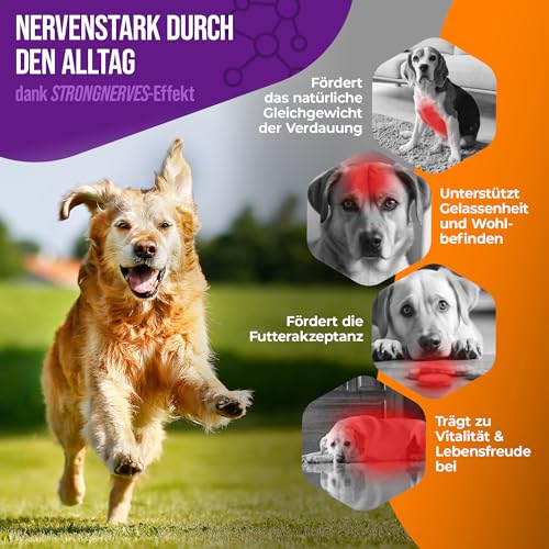 NatiVivo K1 Vitamin B Komplex Hund – hochdosierte Hunde Vitamine mit Vitamin B1, B12 & Folsäure Vitamine für Hunde 120 Premium Tabletten Made in Germany