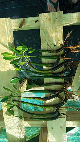 10 RED MANGROVE SEEDLINGS The plants that are pictured are exactly what you will receive, and are only grown by Mangroves and more nursery, not any other seller.