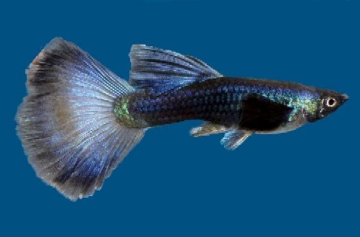 Swimming Creatures™ 15 Assorted Male & Female Guppy Live Tropical Freshwater Aquarium Fish