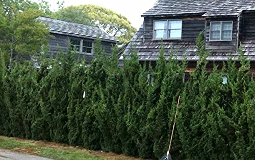 Robusta Green Juniper | 3 Live Gallon Size Trees | Juniperus Chinensis | Drought Tolerant Cold Hardy Evergreen Screening Plant #TOP4
