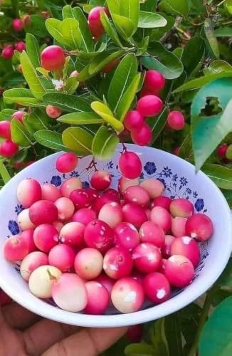 Image of All-Time12 Months Hybrid Grafted Guti Kolom Live Fruit Plant Original & Authentic Organic Tree for Outdoor Fast-Growing Fruit Plant Home Pack Of-1 (Guti Kalam Koromcha Fruit Plant, Medium)