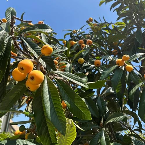 semillas de níspero, para lugares soleados de níspero resistentes al aire libre de balcón forma 10pcs