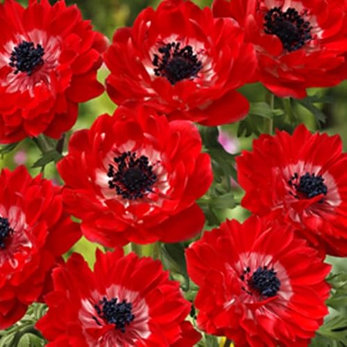 アネモネ 【 八重咲き 赤 】 球根 25ml レッド 秋植え プランター栽培 花壇 花の大和のサムネイル