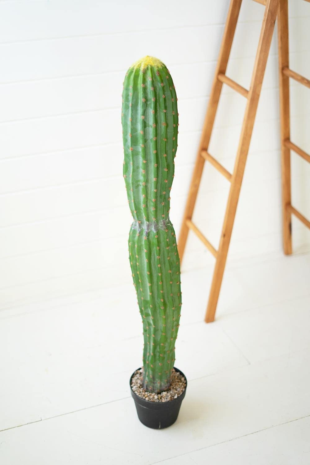 Amazon.com: Kalalou CNL1318 Single Trunk Cactus in A Plastic