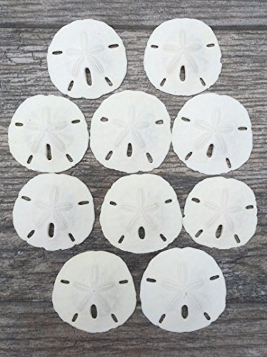 Real Sand Dollars 3