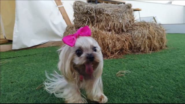 CuteBone Summer Dog Dress with Harness D-Ring for Small Dogs Wedding Cat Clothes Girl Puppy Outfit Pink Shirt Flower… - Image 8