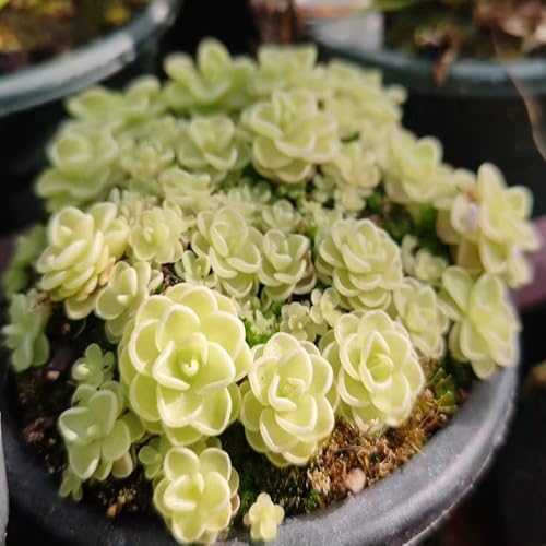 semillas de plantas de butterwort, semillas de plantas carnívoras flores del jardin semillas de flores Hermosa planta en maceta, semillas de plantas de jardín de interior plantar 100pcs