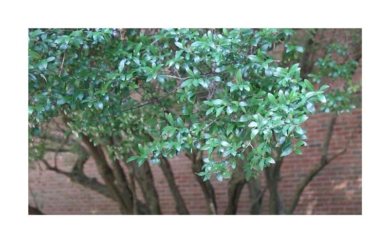 Stk - 10x Ilex vomitoria Yaupon Stechpalme Garten Pflanzen - Samen B1120 - Seeds Plants Shop Samenbank Pfullingen Patrik Ipsa - Image 3