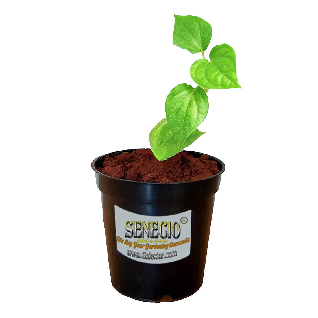 SENECIO� Kapuri Maghai paan/Piper Betel Leaf Evergreen Creeper Vine Live Plant, Rare Herb Medicinal Plant In Recyclable Grow Bag (POT NOT INCLUDED)