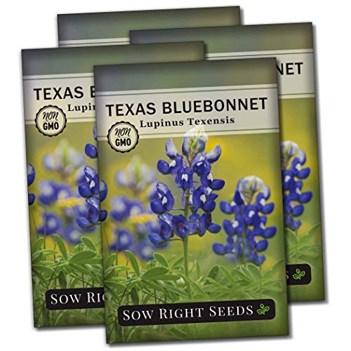 Sow Right Seeds - Texas Bluebonnet Seeds to Plant - Non-GMO Heirloom Seeds -Full Instructions for Planting - Beautiful Perennial Blue Blooms -Sweet Addition to Your Yard (4)