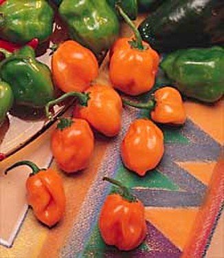 Habanero Pepper - 100 Seeds - Garden Fresh Pack! Habanero Pepper - 100 Seeds - Garden Fresh Pack!