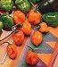 Habanero Pepper - 100 Seeds - GARDEN FRESH PACK!